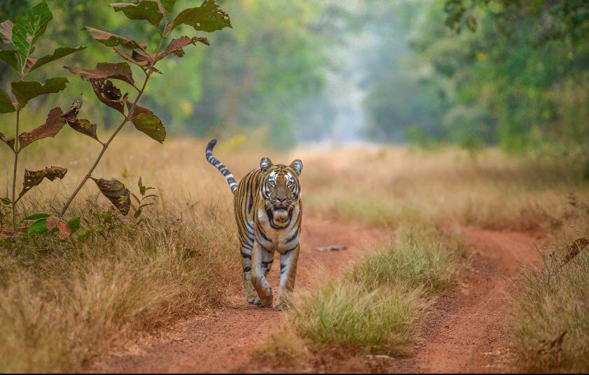 Narnala Wildlife Sanctuary, Akola, Maharashtra - Vushii.com